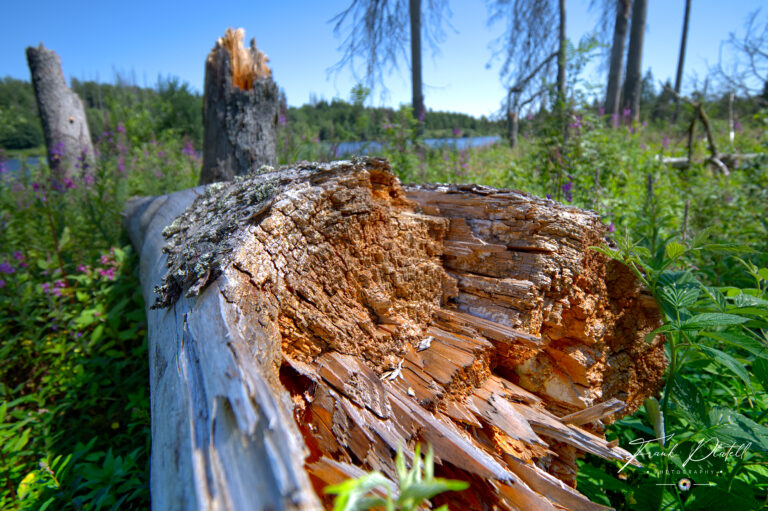 Prinzenteich im Harz