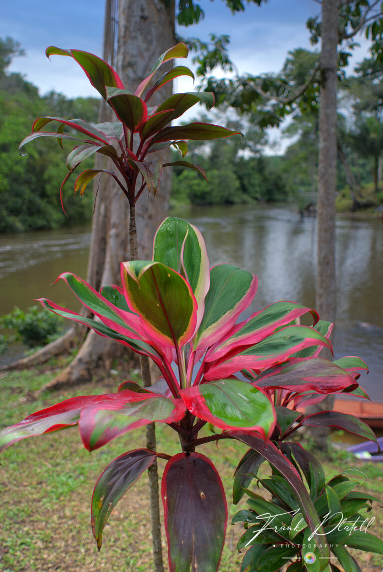 Suriname 2013